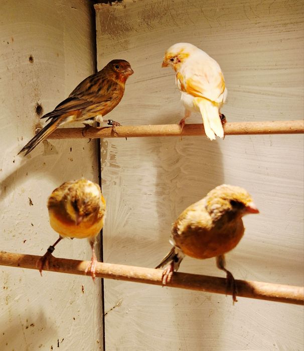 Kanarki Samce z 2025