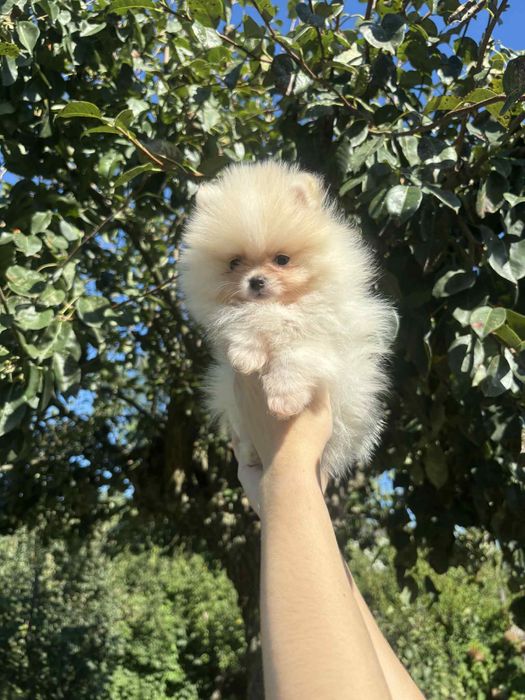Szpic miniaturowy Pomeranian FCI piesek