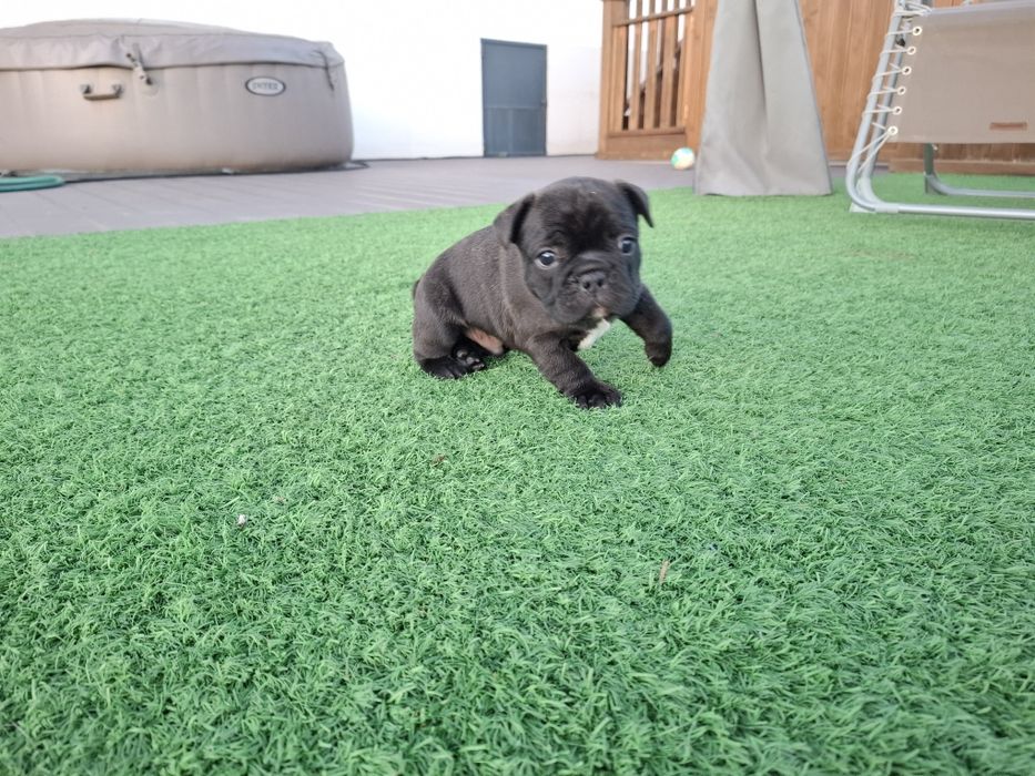 Bulldog francês macho