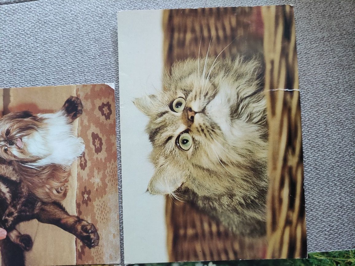 Открытки /листівки Німеччина Германия ГДР животные котики собаки
