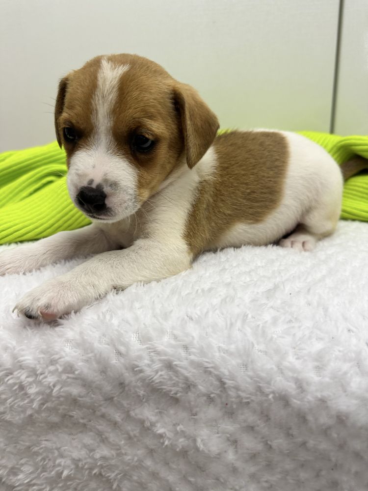 Suczka Jack Russell Terrier z Rodowodem Rodzice FCI