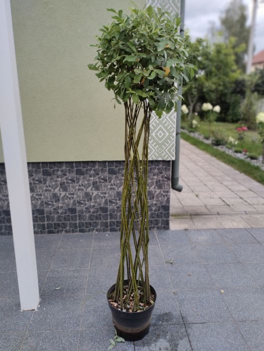 Верба плетена куля