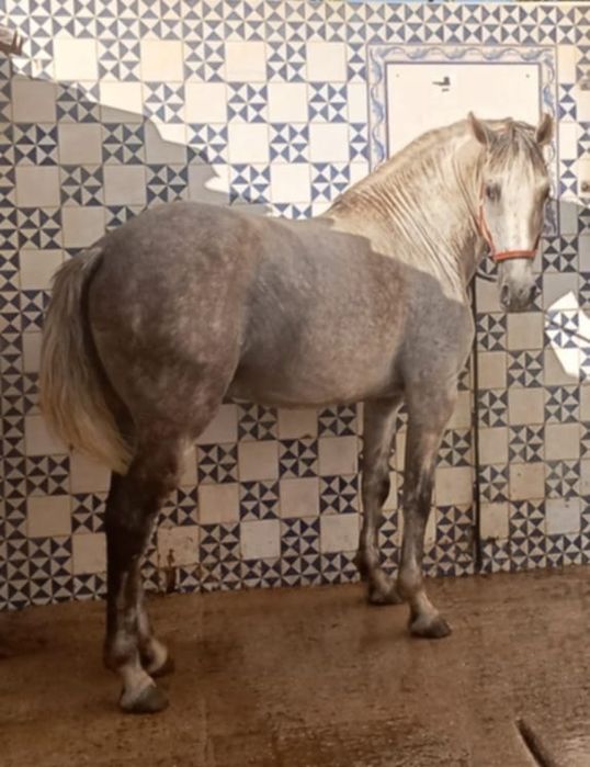 Vendo ou troco luzitano puro