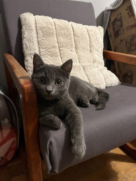 Oddam Kotkę 2 letnią