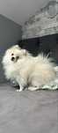 Szpic miniaturowy pomeranian