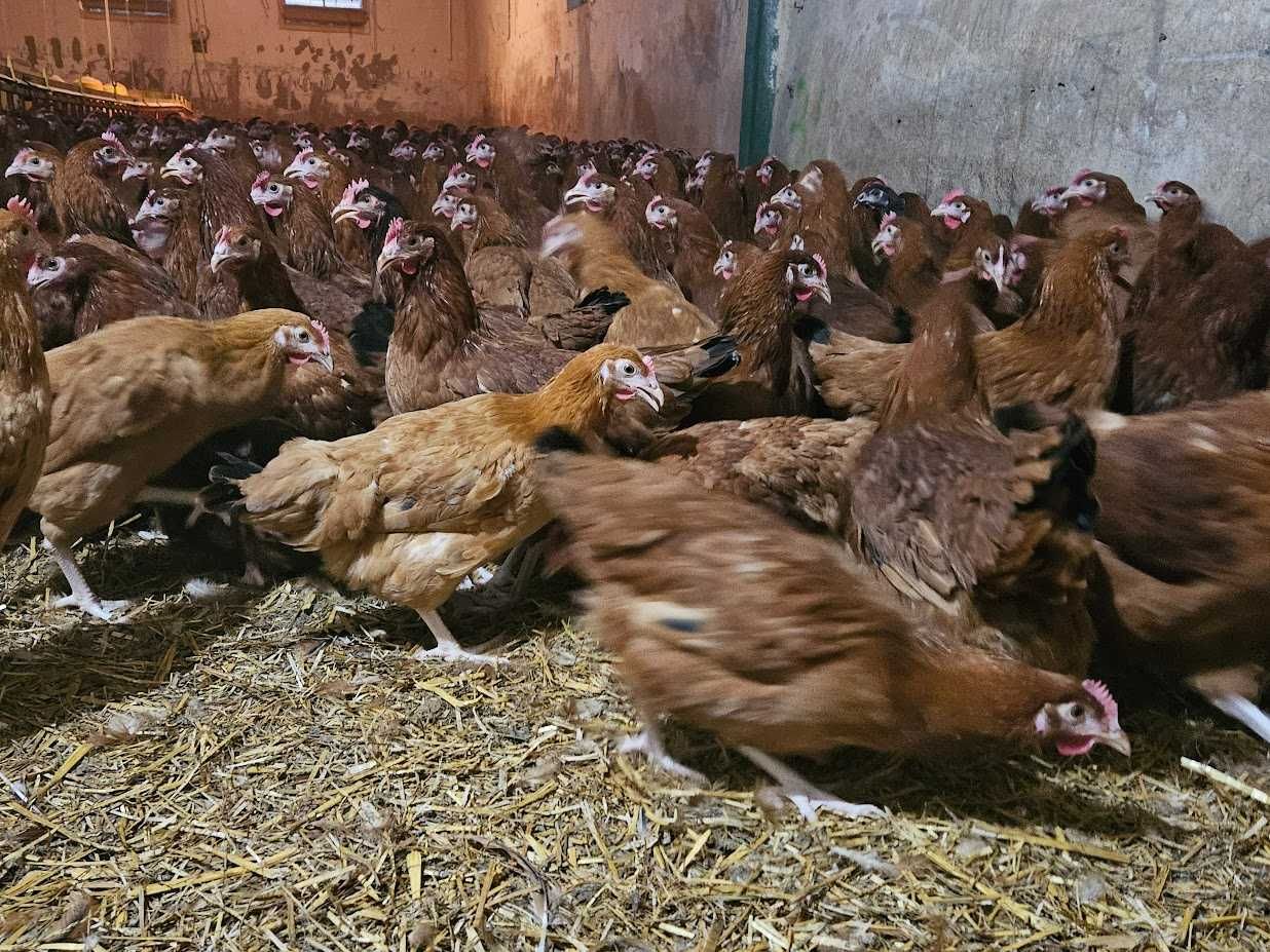 Kury kokoszki nioski Rosa brązowa odchowana dostawa na miejsce