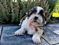 Śliczny szczeniak shih tzu