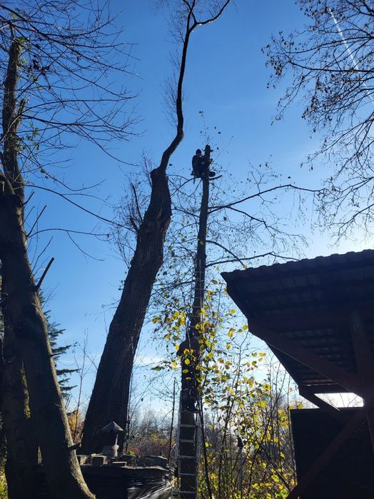 Przycinka i wycinka drzew metodą alpinistyczną , zrebkowanie gałęzi