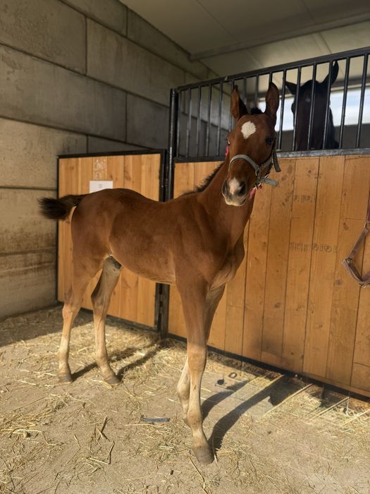 Źrebak/odsadek po Vincento des Forets