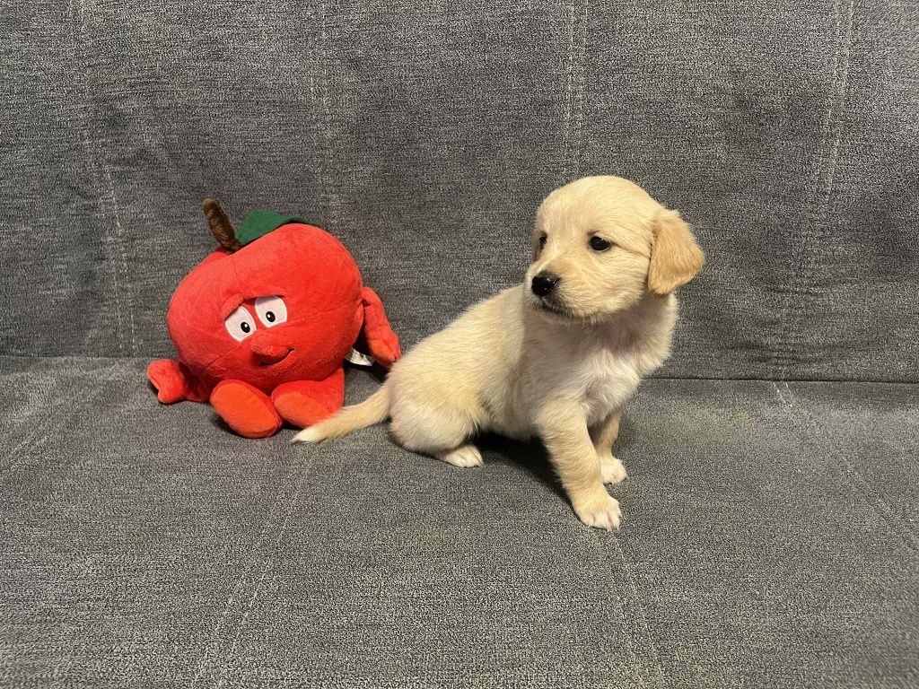 Już do odbioru. Edith suczka Golden Retriever.