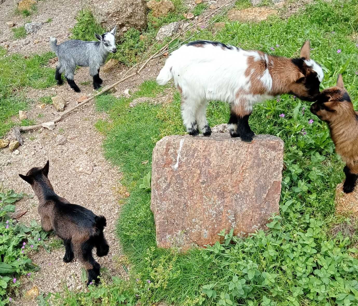 Cabras anãs/israelitas