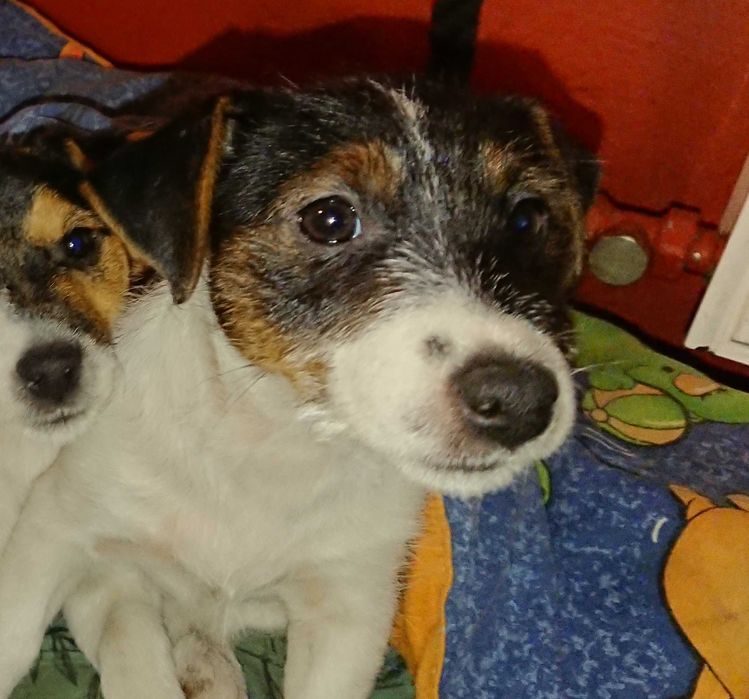 Suczka Pusia szczeniak Jack Russell Terrier Koszalin