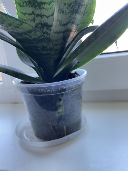 Сансевієрія Хані