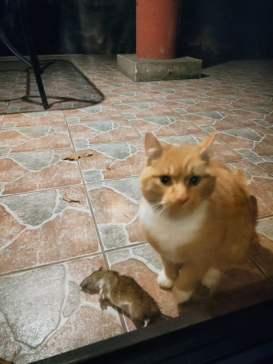 Przygarnij rudego kocurka