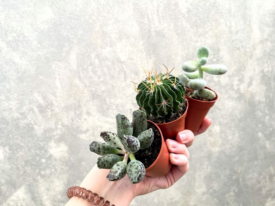 Суккуленты (Адромискус, Пахифитум, Эуфорбия, Кактусы)