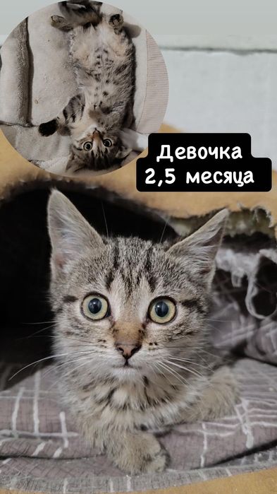 Разные котята бесплатно