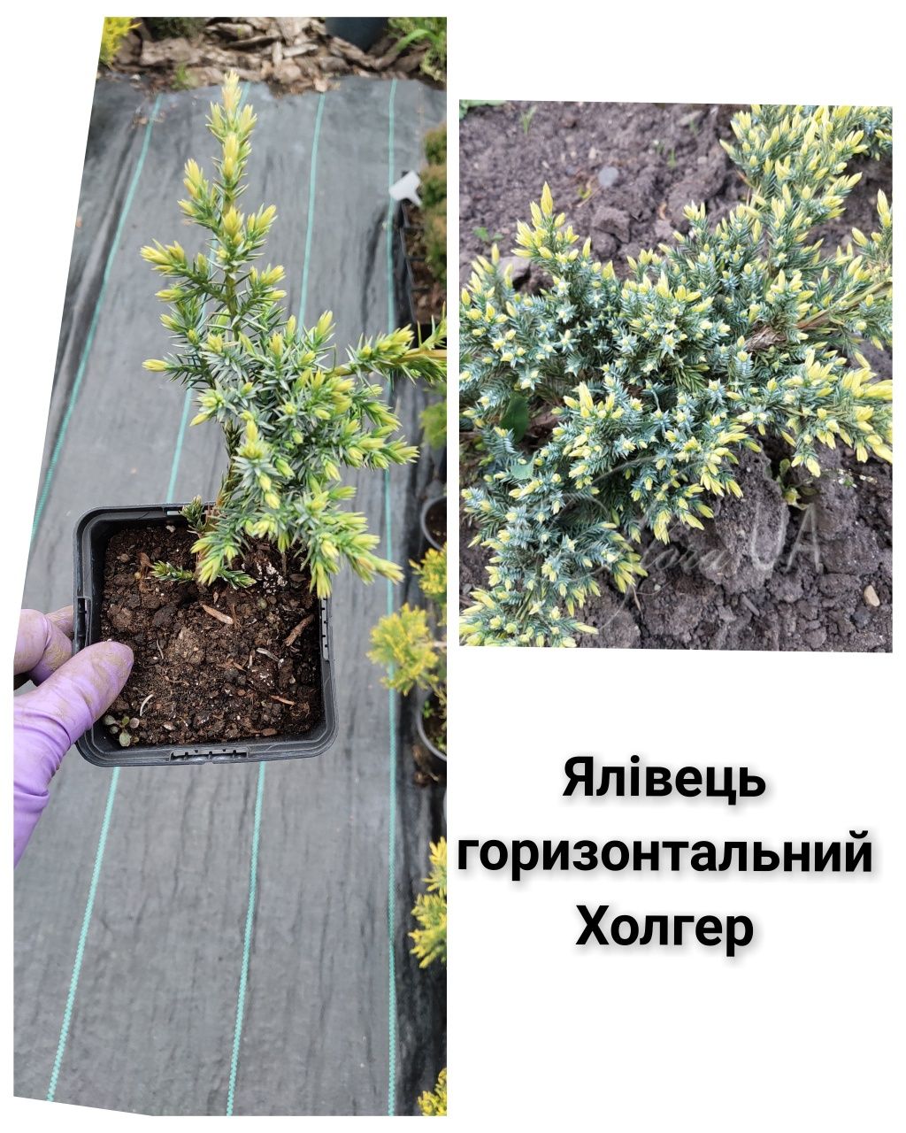 Ялівці грунтопокривні Голд кісен, блю чіп