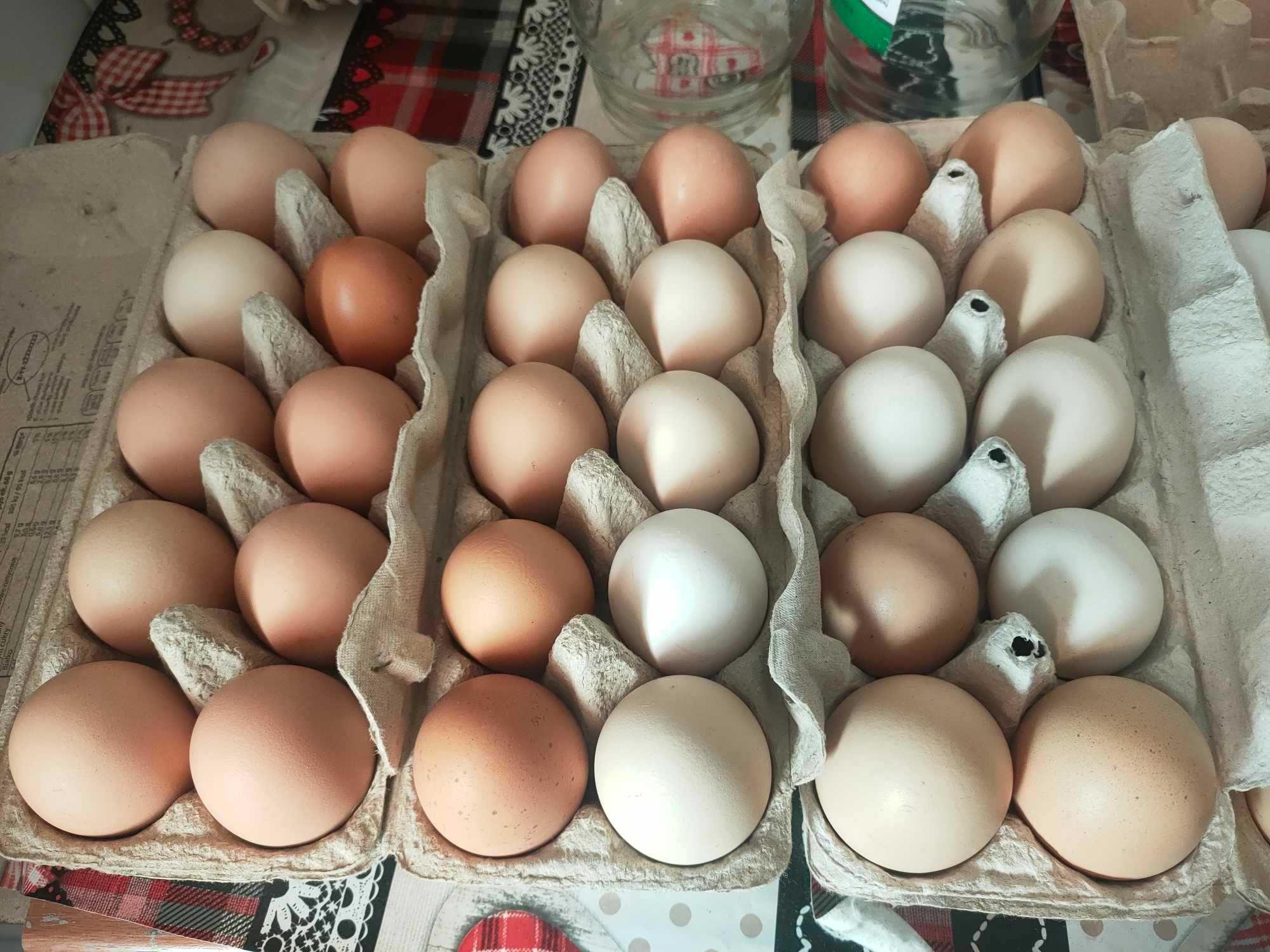 Sprzedam jaja wiejskie