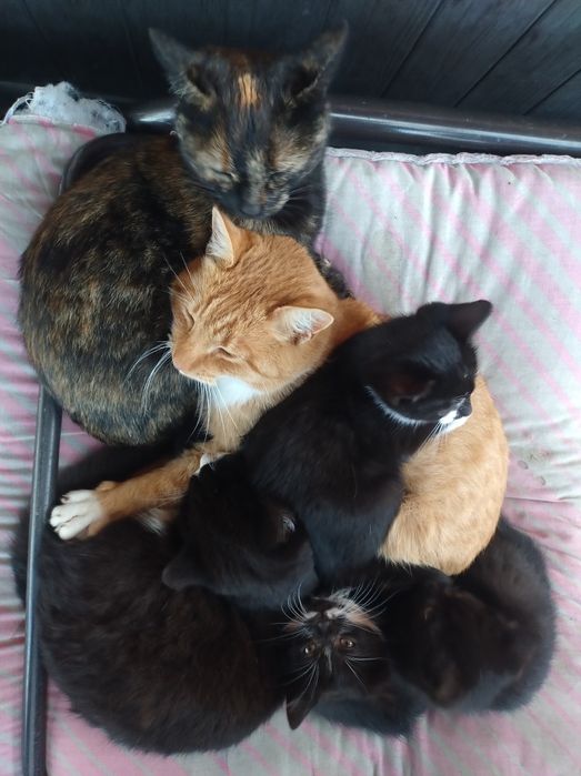 Kotki 3 miesięczne do oddania