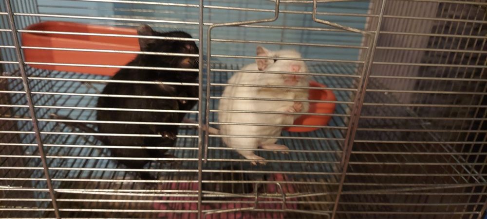 Oddam za darmo 3 Koszatniczki