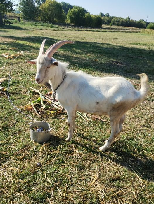 Цап для кіз.Зааненський козел.