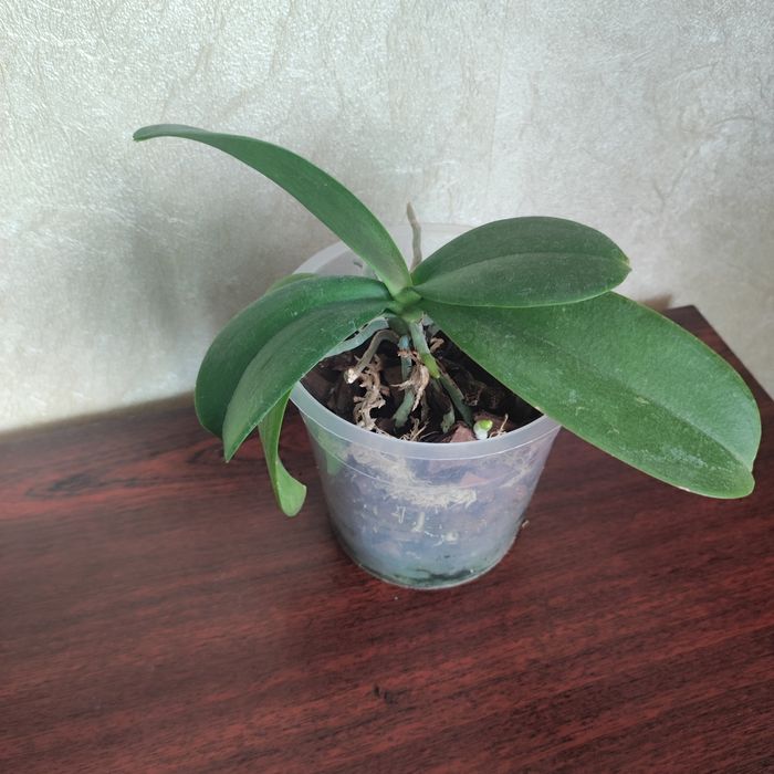 Маленька орхідея