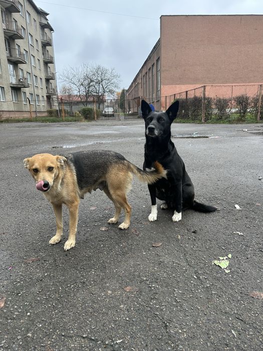 Лагідна собачка Жужа шукає дім! Стерилізація та вакцинація будуть.
