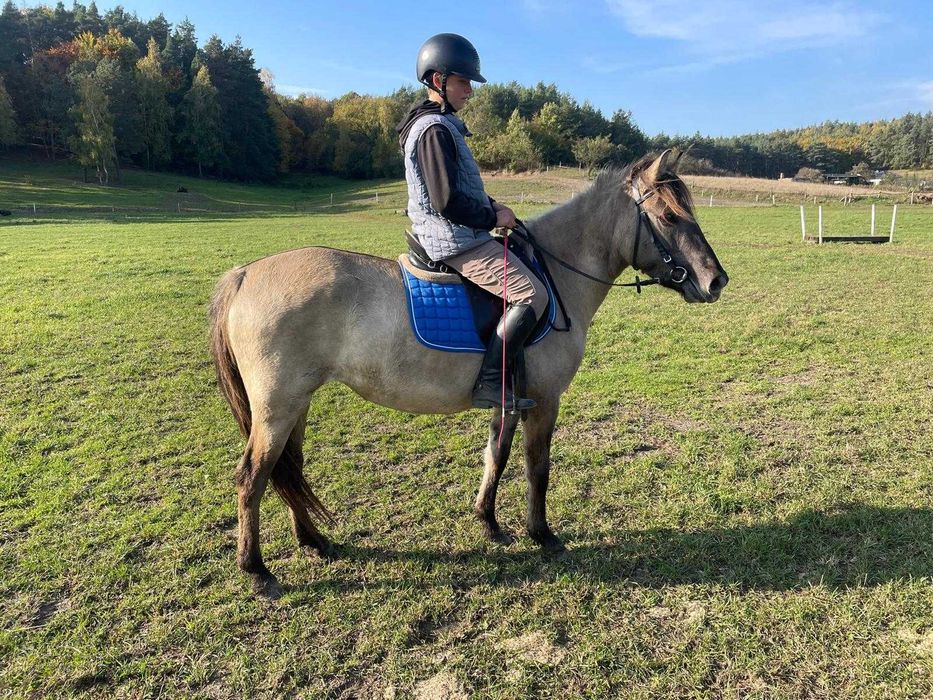 4 letnia klacz konika polskiego zajeżdżona