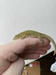 Eurydactylodes agricolae samiec