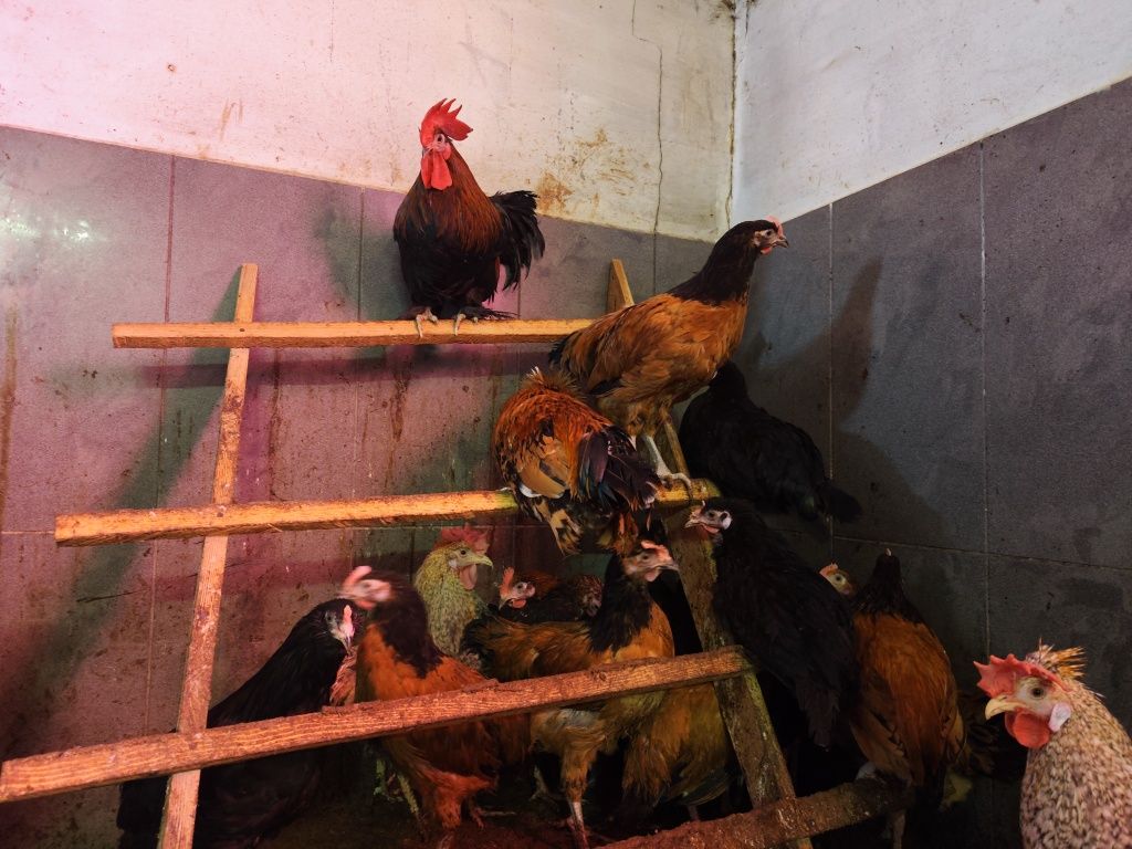 Koguty rasowe TANIO! Ayam cemani, araukana itd.