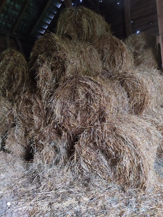 Słoma owsiana i żytnia