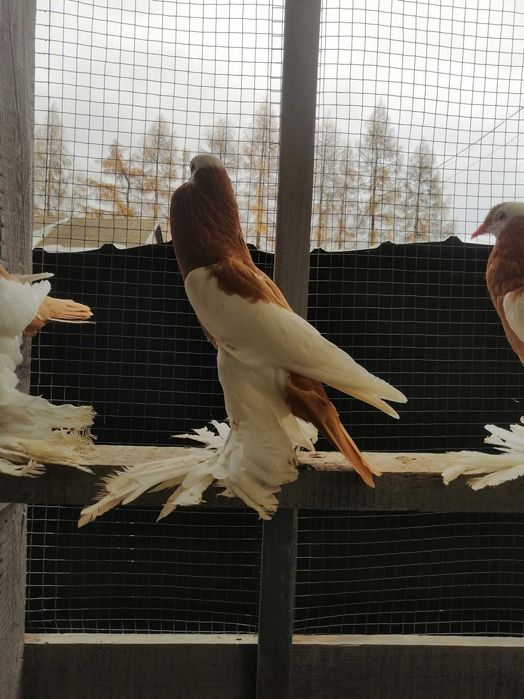 Garłacz garłacze siodłaty łapciaty czeski