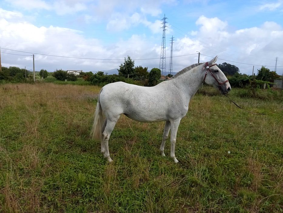 Égua Lusitana Reprodutora