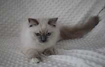 Rodowodowa kotka rasy ragdoll  - SALSA