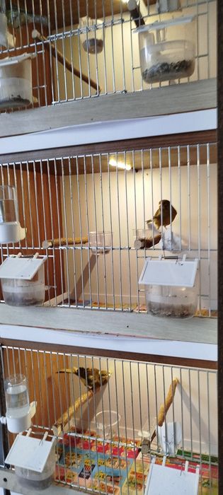 Kanarki zielone z 2025 roku