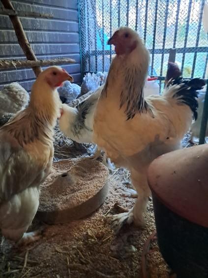 Na sprzedaż kury ozdobne i arakuany