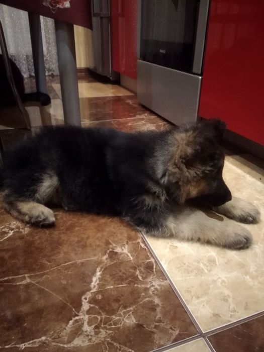 Цуценята Німецької вівчарки