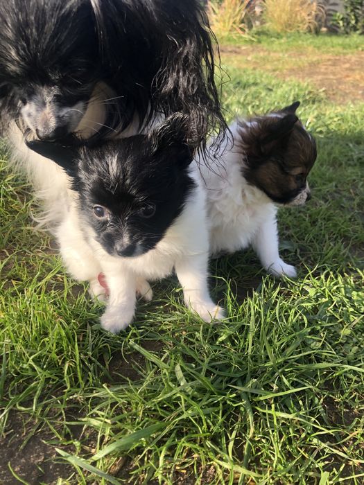 Spaniel kontynentalny papillon suczka