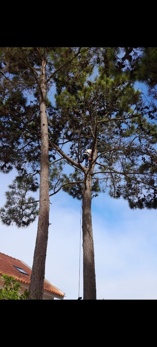 Corte e abate de árvores com elevado grau de perigosidade.