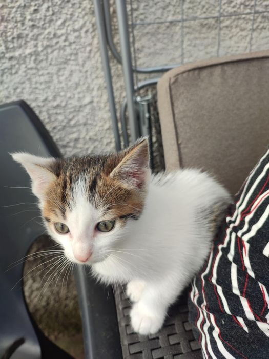 Koci duet do adopcji – chłopiec i dziewczynka
