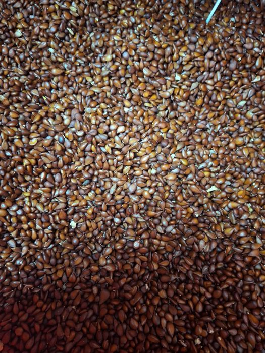 Pestki pigwowca japońskiego pestkówka