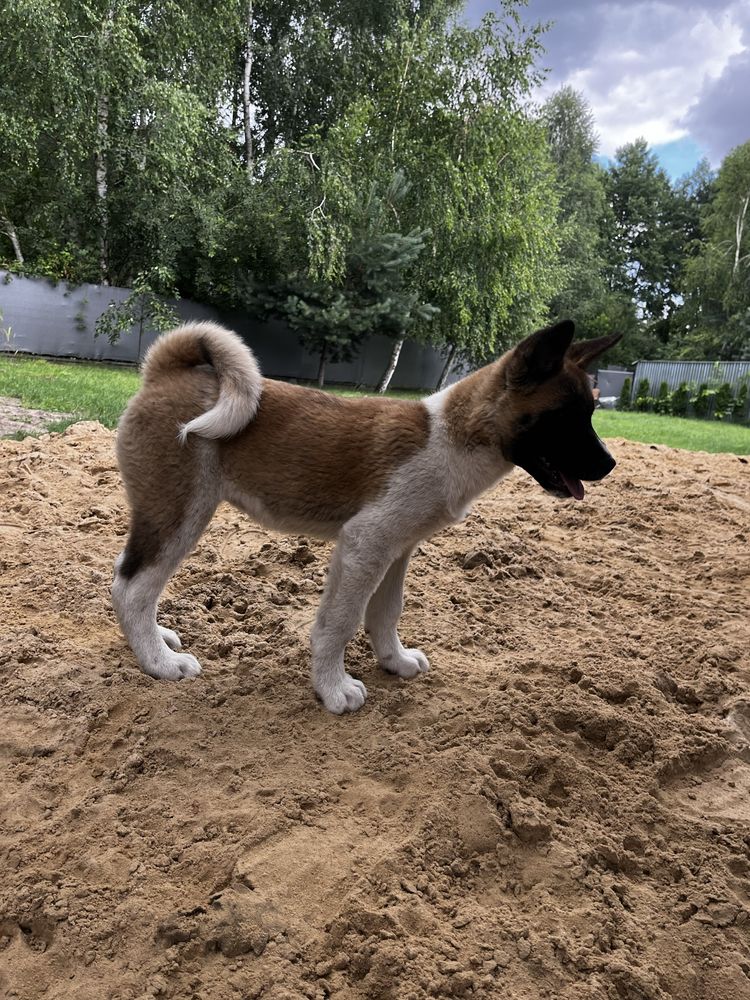 Akita amerykańska Suczka