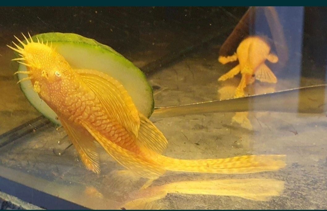 Ancistrus Albino ( ZŁOTY ) long fin Wysyłka Weloniasty Zbrojnik Glonoj