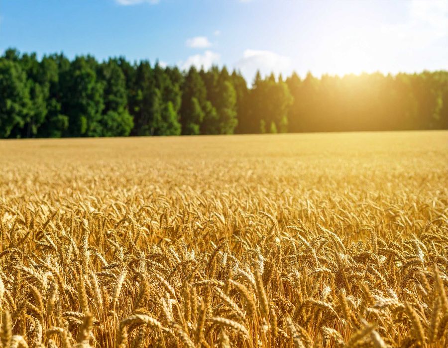 В продажу декілька земельних ділянок в Сумській області