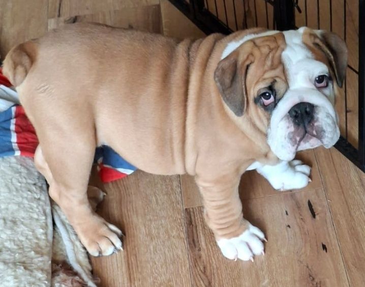 Buldog angielski piękny piesek FCI