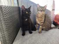 Pet sitting _Parede