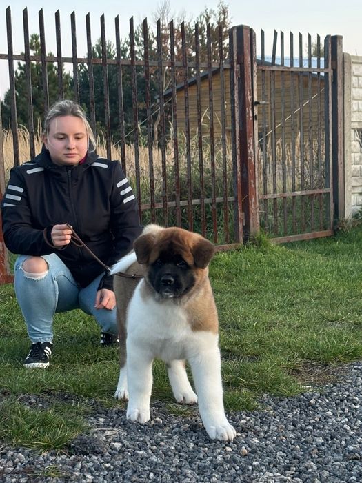 Akita Amerykańska Himeko Hirrani FCI