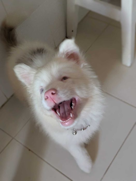 Cachorro Border Collie procura lar