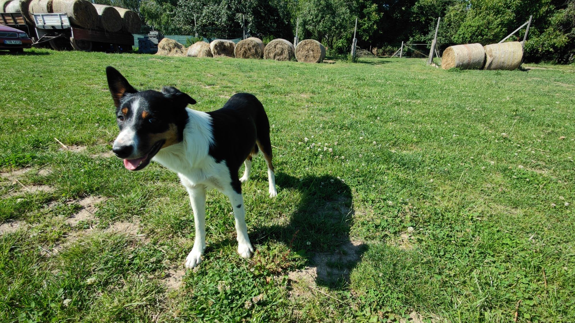 Destiny Border Collie ZKwP FCI
