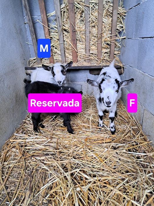 Cabras anãs - casalinho